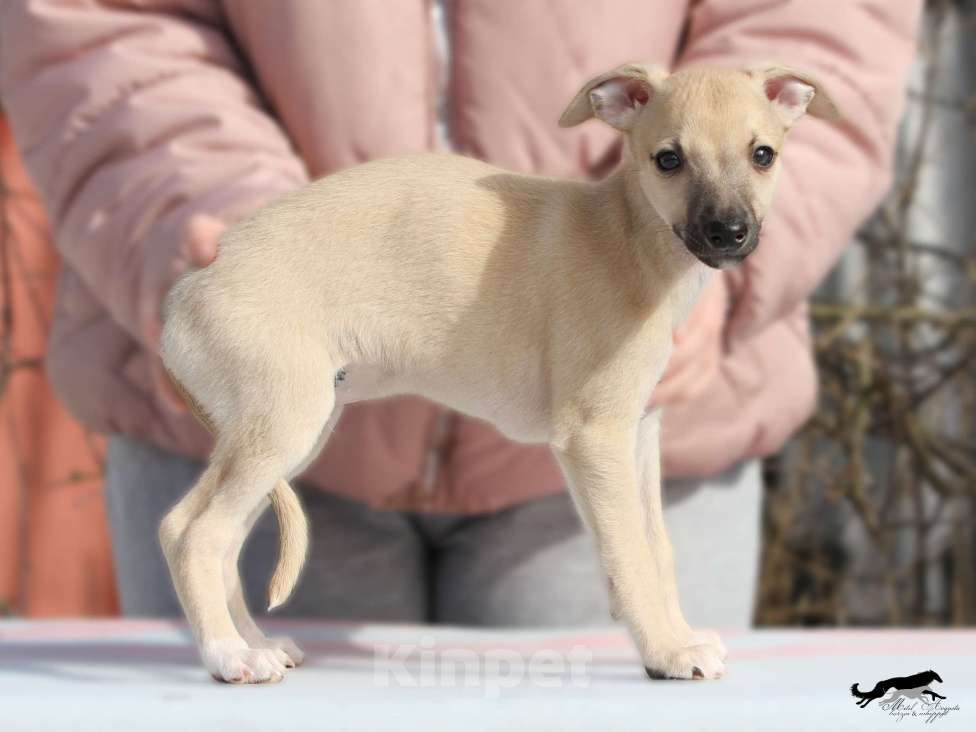 Собаки в Москве: Палевый уиппет Мальчик, 40 000 руб. - фото 2