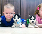 Собаки в Красногорске: Хаски Щенки Разных окрасов Разнополые, Бесплатно - фото 1