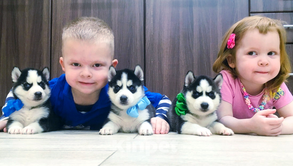 Собаки в Красногорске: Хаски Щенки Разных окрасов Разнополые, Бесплатно - фото 1