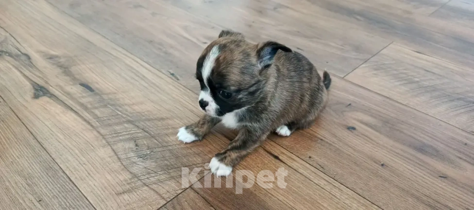 Собаки в Челябинске: Чихуахуа Мальчик, 25 000 руб. - фото 1