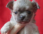 Собаки в Санкт-Петербурге: чихуахуа девочка Девочка, 60 000 руб. - фото 7