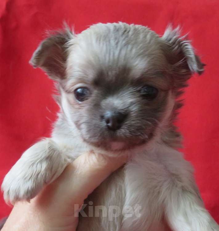 Собаки в Санкт-Петербурге: чихуахуа девочка Девочка, 60 000 руб. - фото 7