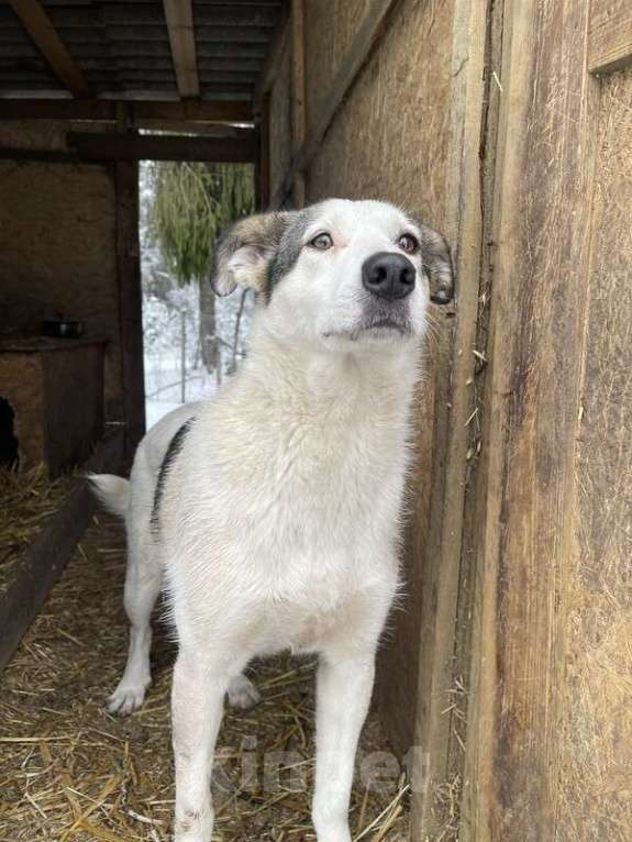 Собаки в Москве: Нежную Беллу хотели утопить в гудроне Девочка, 1 руб. - фото 5