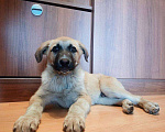 Собаки в Раменском: Джек  Мальчик, Бесплатно - фото 1