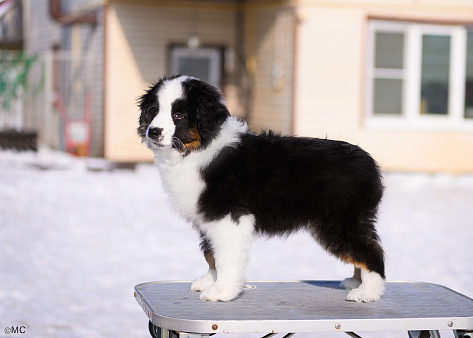 Продается мальчик миниаусси