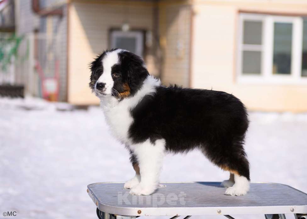 Собаки в других городах Московской области: Продается мальчик миниаусси Мальчик, 60 000 руб. - фото 1