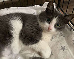 Кошки в Москве: Маленькая нежная кошка ищет дом Девочка, Бесплатно - фото 1