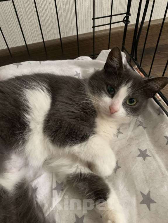 Кошки в Москве: Маленькая нежная кошка ищет дом Девочка, Бесплатно - фото 1