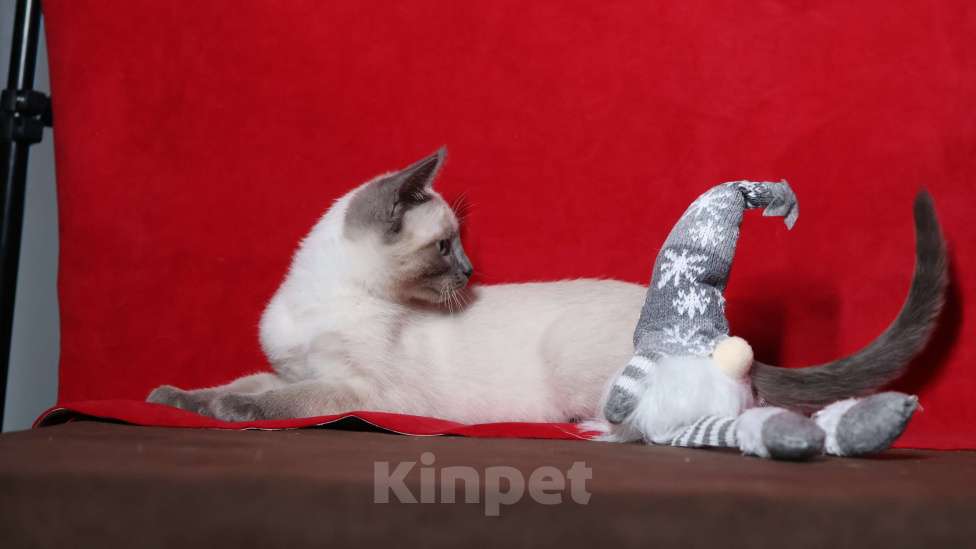 Кошки в Москве: Красивая голубоглазая f1 девон рекс Девочка, 25 000 руб. - фото 3