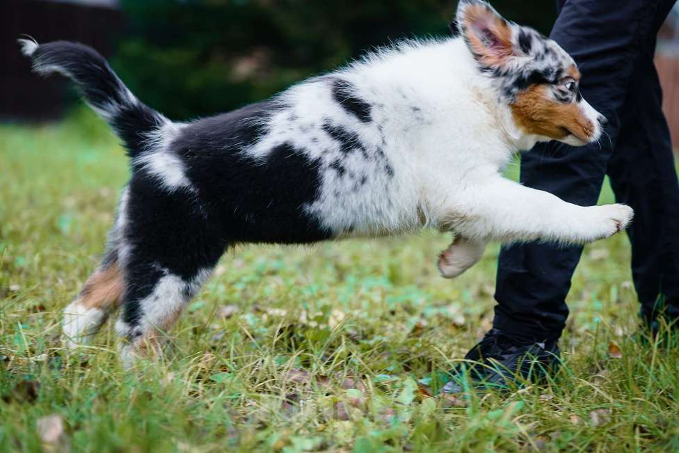 Собаки в Звенигороде: Щенки австралийской овчарки   Мальчик, 90 000 руб. - фото 8