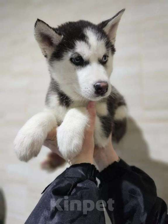 Собаки в Воронеже: Хэппи Девочка, 12 000 руб. - фото 2