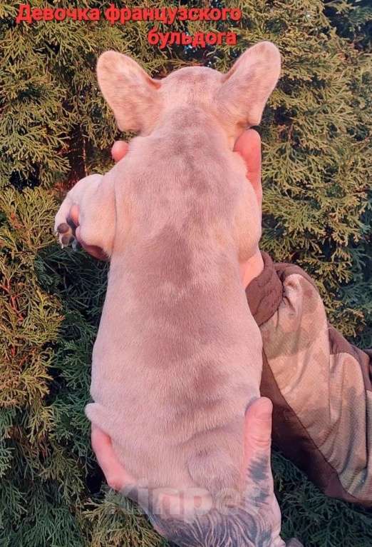 Собаки в Санкт-Петербурге: Щенки французского бульдога Мальчик, 35 000 руб. - фото 3