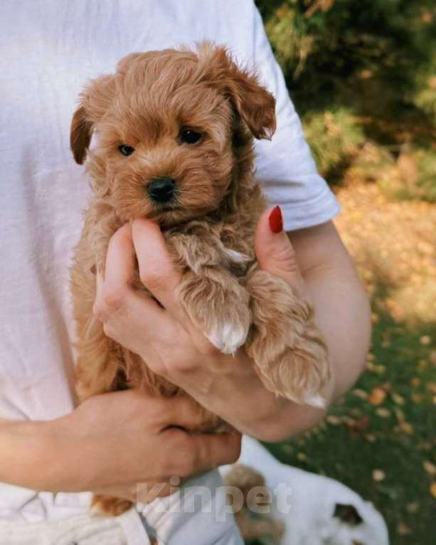 Собаки в Волгограде: Мальтипу F1, щенок Мальчик, 180 000 руб. - фото 2