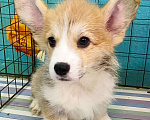 Собаки в Москве: Девочка Вельш корги пемброк готова к переезду  Девочка, 60 000 руб. - фото 5