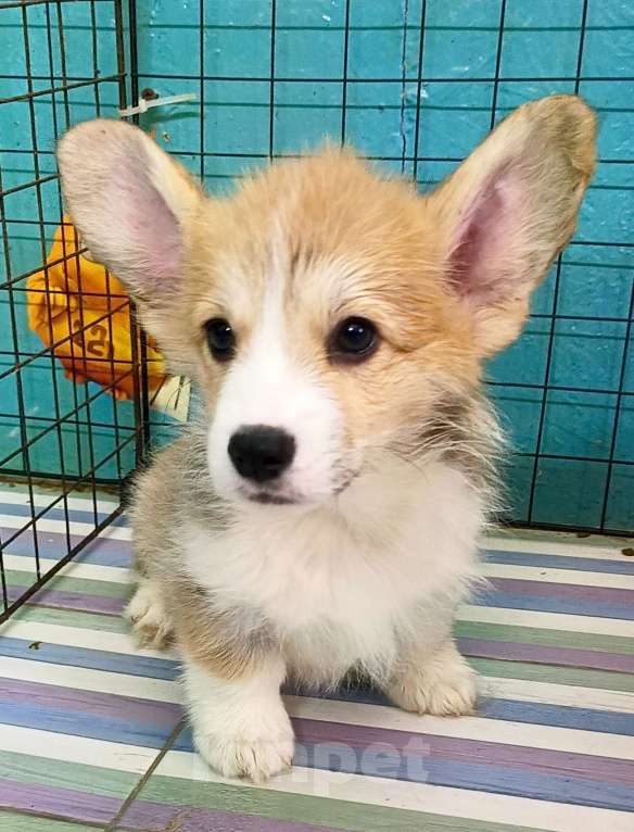 Собаки в Москве: Девочка Вельш корги пемброк готова к переезду  Девочка, 60 000 руб. - фото 5