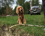 Собаки в Бийске: Вязка, 1 руб. - фото 3