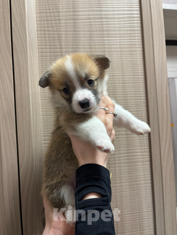 Собаки в Орле: Корги Девочка, 45 000 руб. - фото 2