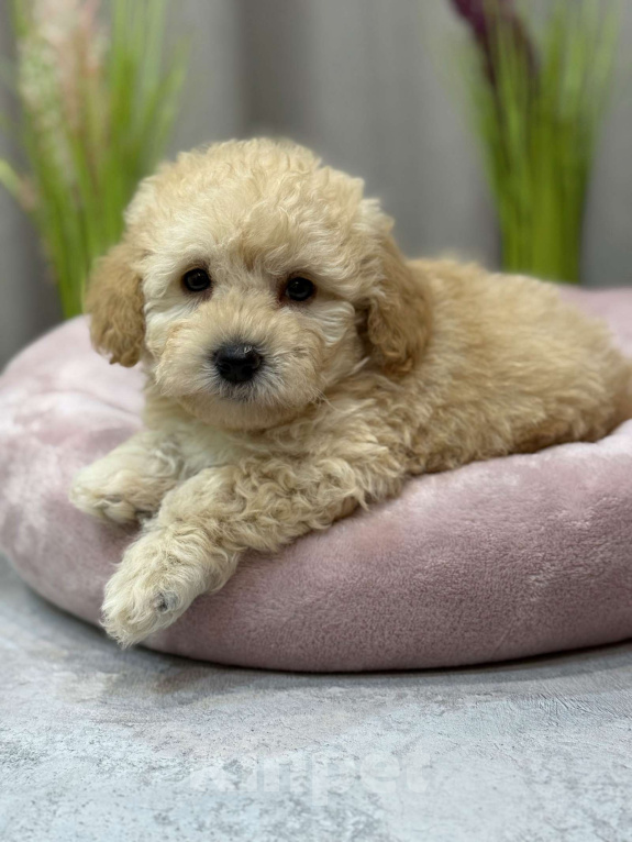 Собаки в Москве: Teo Мальчик, Бесплатно - фото 3