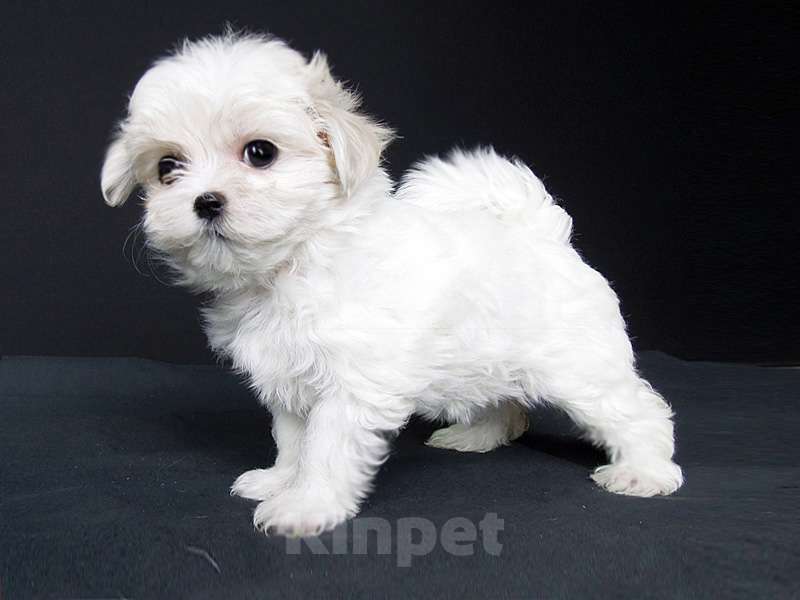 Собаки в Зеленограде: Мальтезе девочка Девочка, 100 000 руб. - фото 3