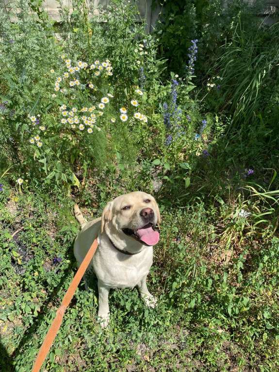 Собаки в Воронеже: Продам/отдам в хорошие руки собаку Девочка, Бесплатно - фото 6