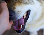 Собаки в Наро-Фоминске: Белла Девочка, Бесплатно - фото 2