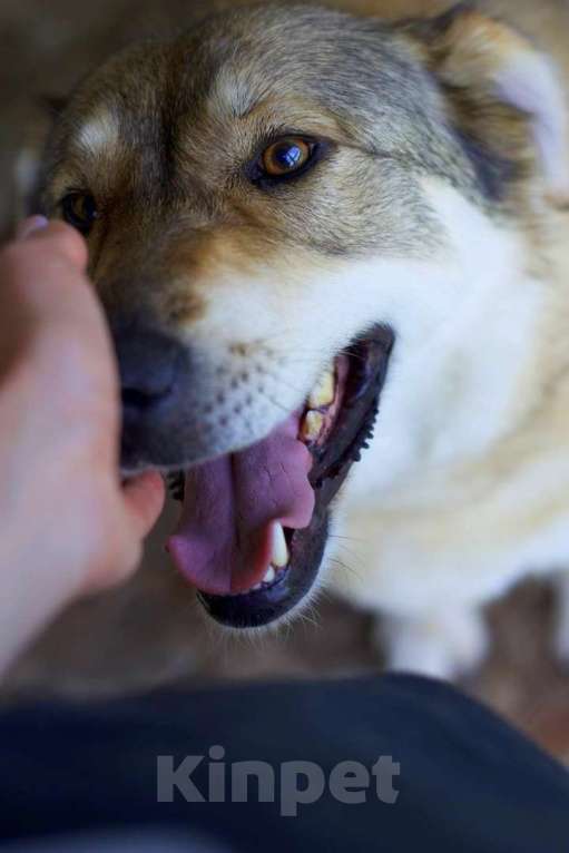 Собаки в Наро-Фоминске: Белла Девочка, Бесплатно - фото 2