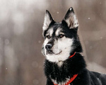 Собаки в Москве: Статный красавец Джой ищет дом. Мальчик, Бесплатно - фото 10