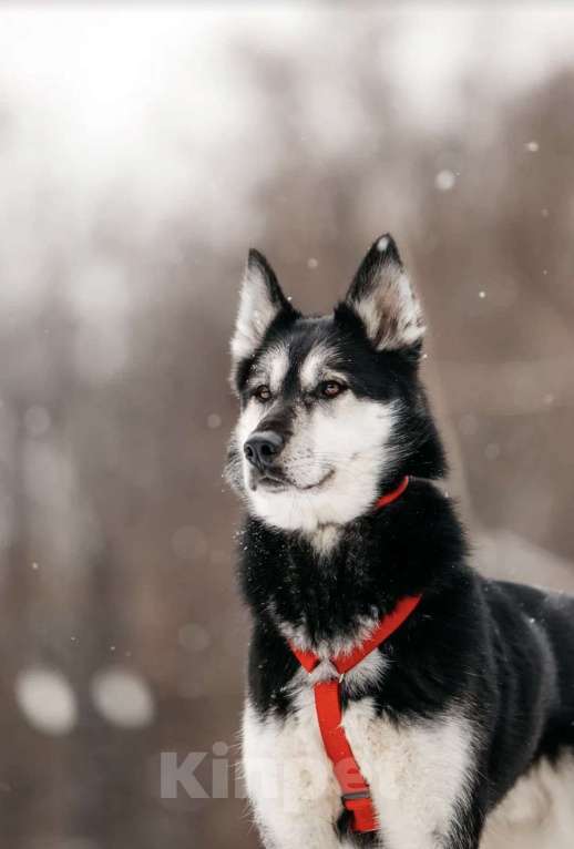 Собаки в Москве: Статный красавец Джой ищет дом. Мальчик, Бесплатно - фото 10