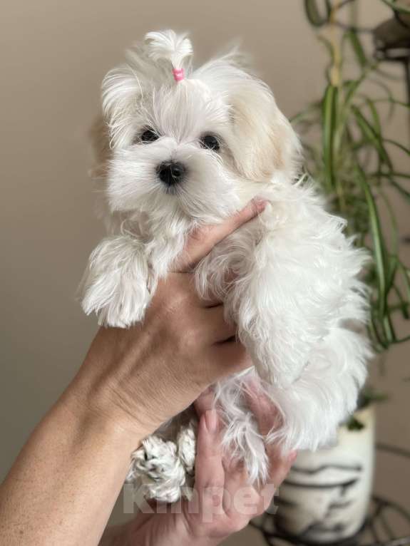 Собаки в Новосибирске: Мальтезе Девочка, Бесплатно - фото 3