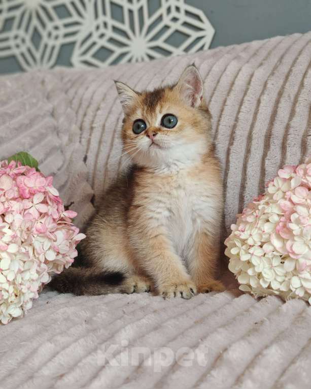 Кошки в Москве: Золотая шиншилла Девочка, 70 000 руб. - фото 5