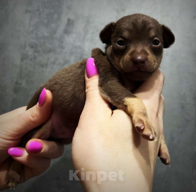 Собаки в Санкт-Петербурге: Щенок русского тоя Мальчик, 50 000 руб. - фото 2