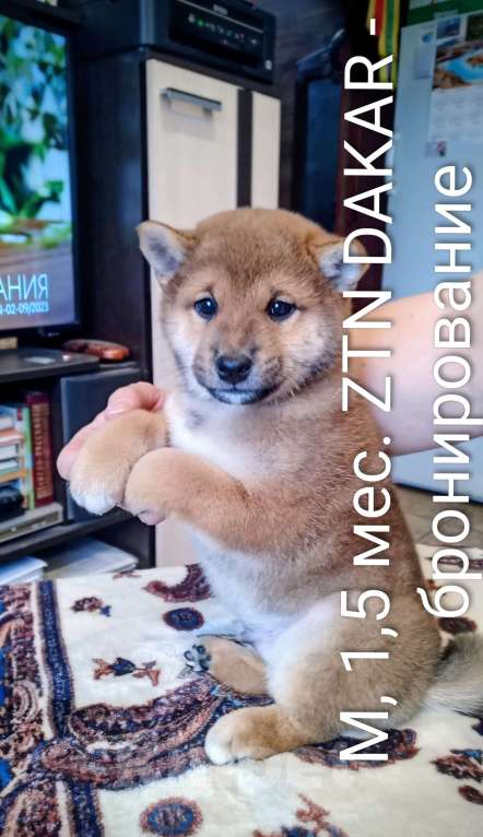Собаки в других городах Ленинградской области: Великолепные щенки породы Сиба-ину Мальчик, Бесплатно - фото 2
