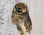 Собаки в Москве: Померанский шпиц, мини девочка Девочка, 25 000 руб. - фото 2