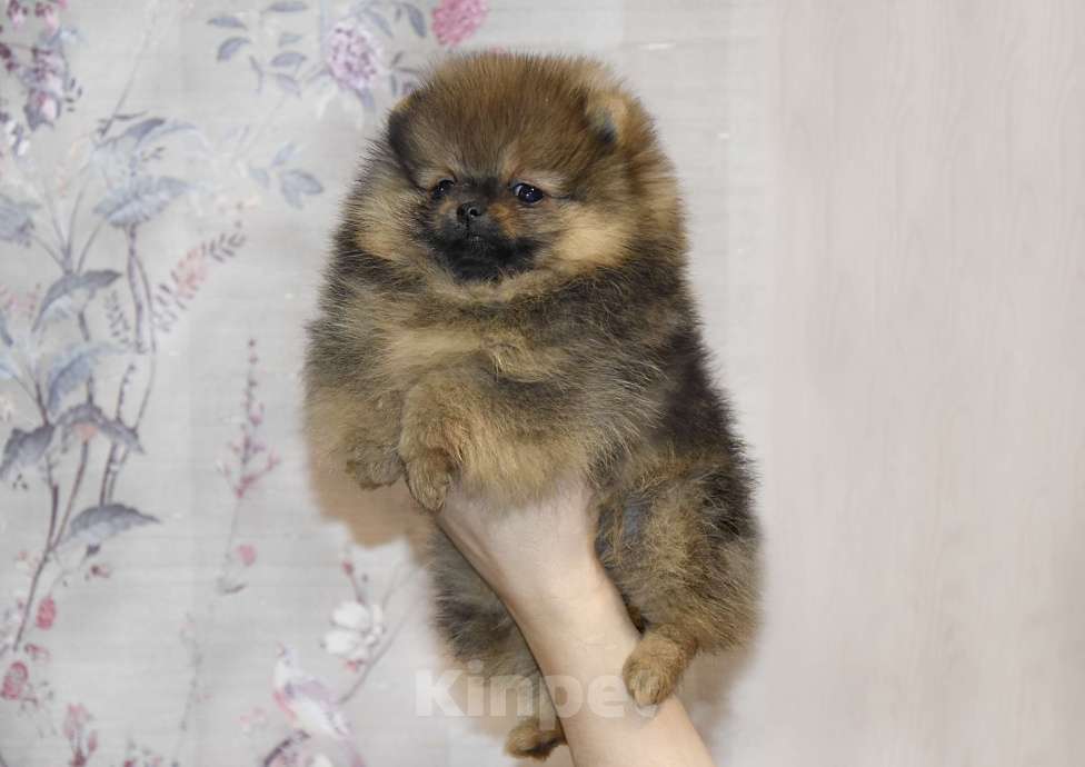 Собаки в Москве: Померанский шпиц, мини девочка Девочка, 25 000 руб. - фото 2