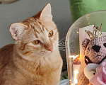Кошки в Королеве: Котёнок рыжий девочка Девочка, 13 руб. - фото 9