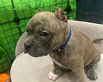 Собаки в Новосибирске: Щенки американского булли — лилак, голубые, тигровый Разнополые, Бесплатно - фото 9