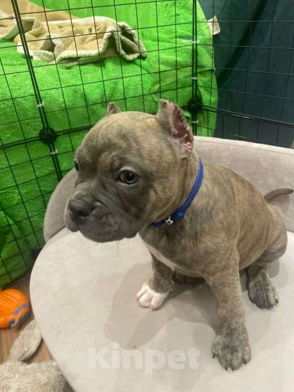 Собаки в Новосибирске: Щенки американского булли — лилак, голубые, тигровый Разнополые, Бесплатно - фото 9