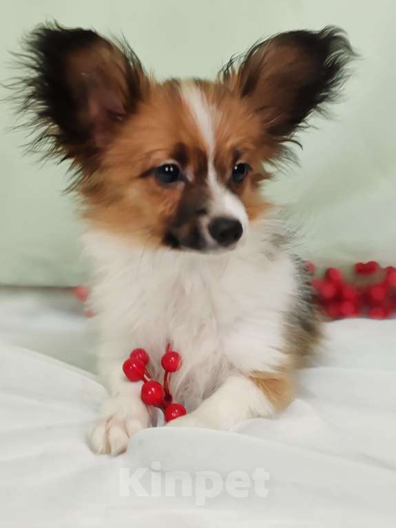 Собаки в Подольске: Папильон щенки Мальчик, Бесплатно - фото 6