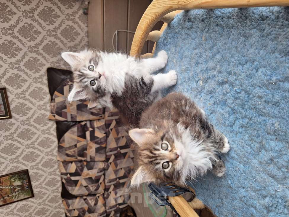 Кошки в Москве: Котята мейн кун Мальчик, 30 000 руб. - фото 5