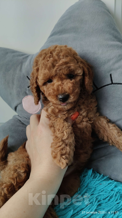 Собаки в Мытищах: Миниатюрный пудель Анто Мальчик, 130 000 руб. - фото 3
