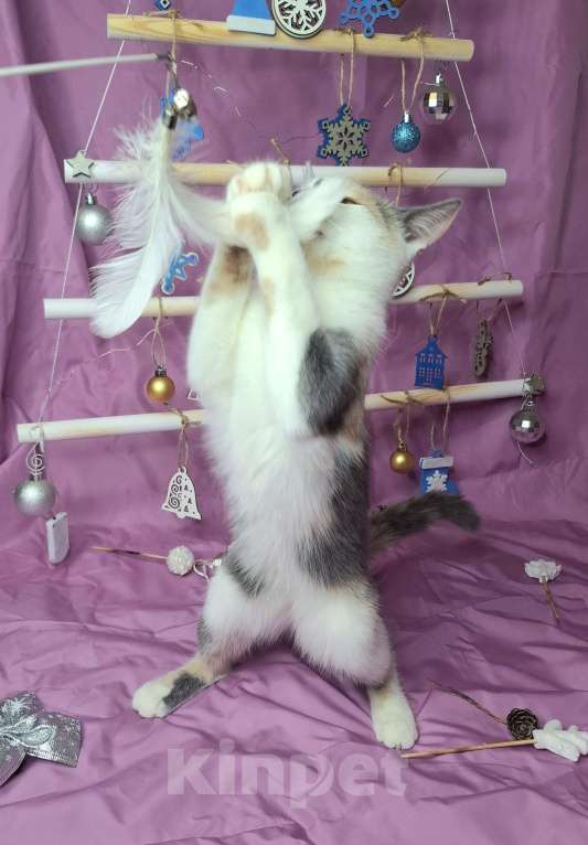 Кошки в Москве: Котёнок трехцветого окраса в добрые руки  Девочка, Бесплатно - фото 9