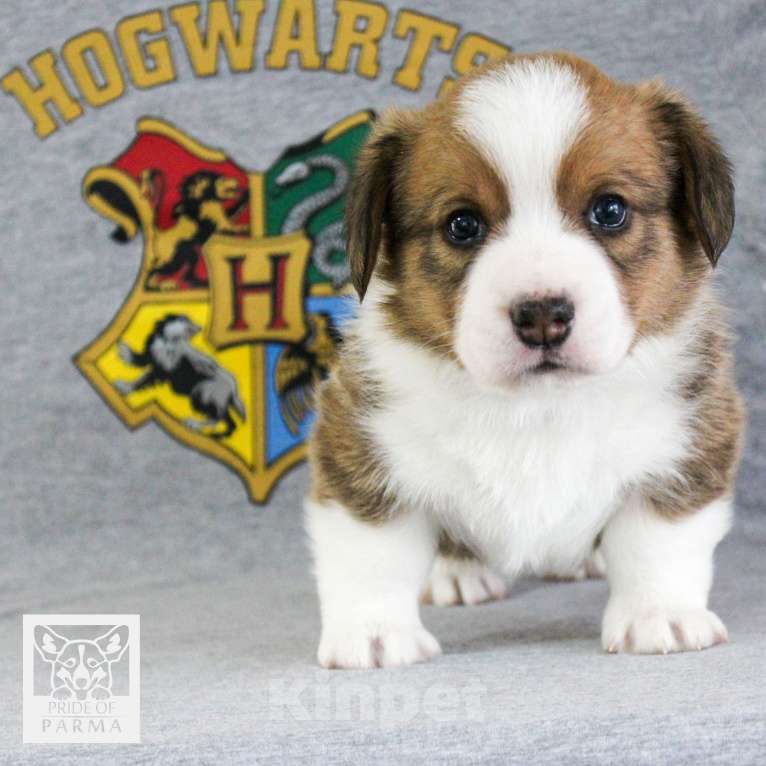 Собаки в Перми: Волшебный мальчишка вельш корги кардиган Мальчик, Бесплатно - фото 2