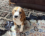 Собаки в Подольске: Бигль Мальчик, 30 000 руб. - фото 6