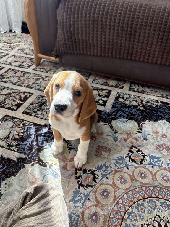 Собаки в Подольске: Бигль Мальчик, 30 000 руб. - фото 6