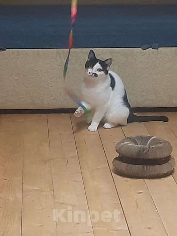 Кошки в Москве: Отдаю кошечку бесплатно Девочка, Бесплатно - фото 7