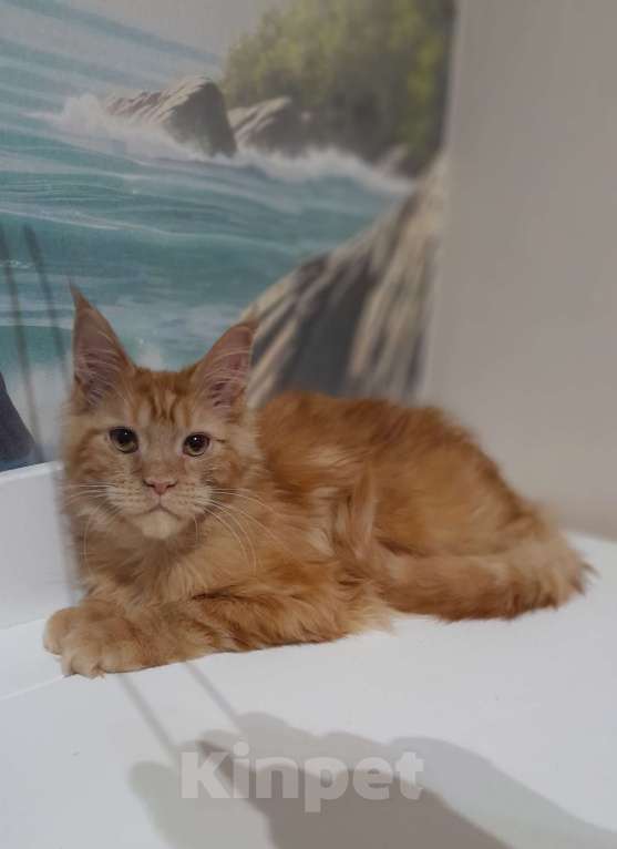 Кошки в Москве: Мейн-кун мальчик рыжий Мальчик, 90 000 руб. - фото 1