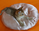 Кошки в Екатеринбурге: Шотландский котик. Мальчик, Бесплатно - фото 6