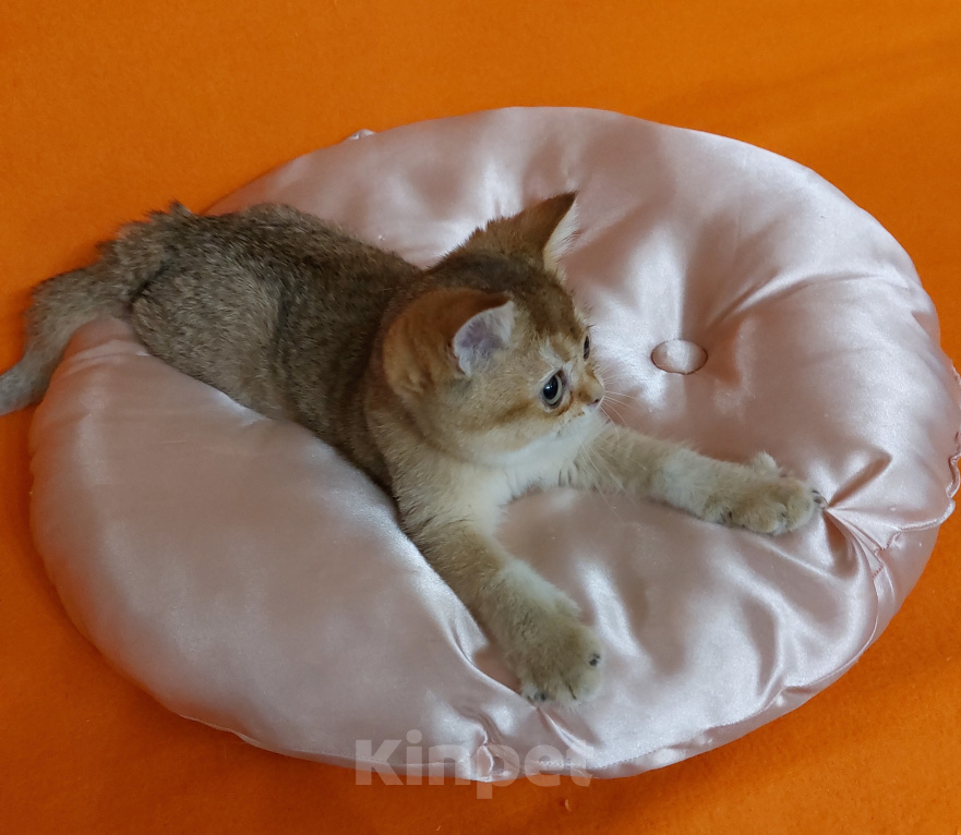 Кошки в Екатеринбурге: Шотландский котик. Мальчик, Бесплатно - фото 6