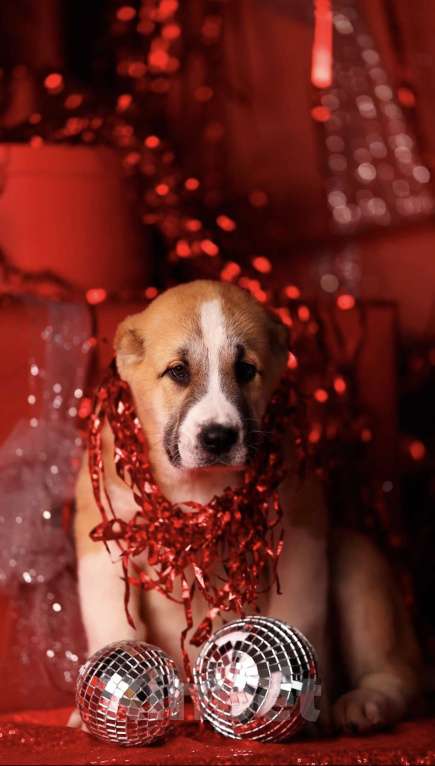 Собаки в Москве: Щенок алабая идеальный  Мальчик, Бесплатно - фото 5