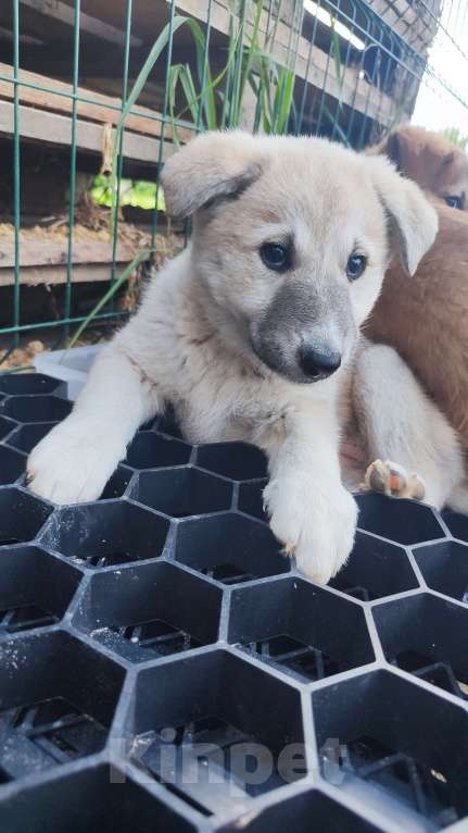 Собаки в других городах Московской области: Мишель Девочка, Бесплатно - фото 5